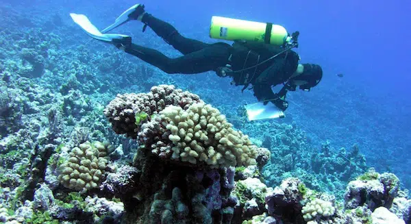 MR Online | A regional ecological assessment diver inspects a coral reef | MR Online